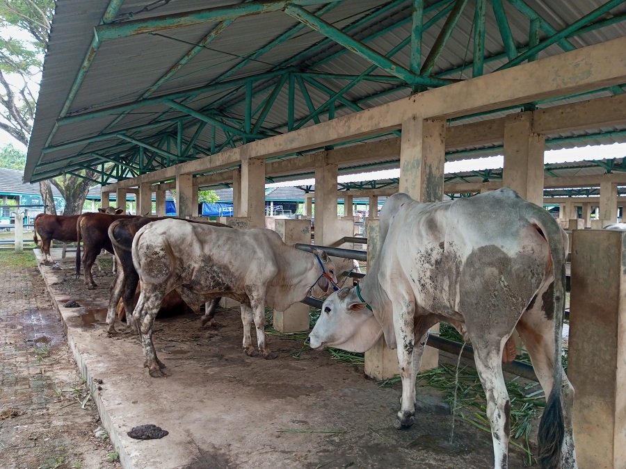 CEGAH ZOONOSIS: Aktivitas harian penjual sapi di Pasar Hewan Semanu. DPKH Gunungkidul mencatat 27 kasus antraks hingga menjelang Idul Adha 2025.