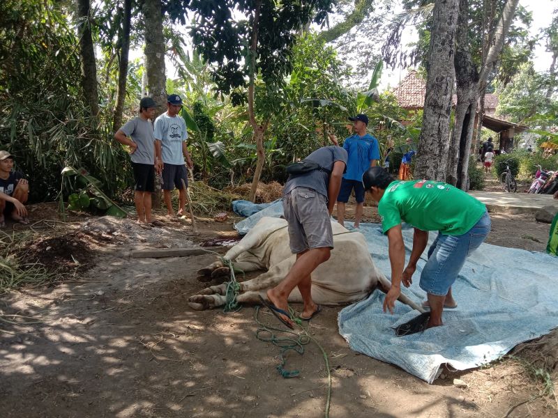 MOMENTUM: Masyarakat melakukan pemotongan hewan kurban saat Hari Raya Idul Adha.