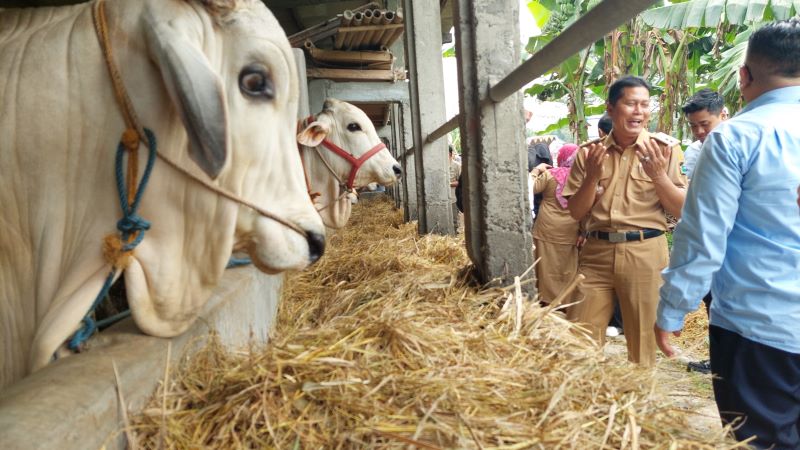 PEMANTAUAN: TPID DIJ mengunjungi penjual sapi di Kalurahan Sukoreno, Kalpanewon Sentolo.