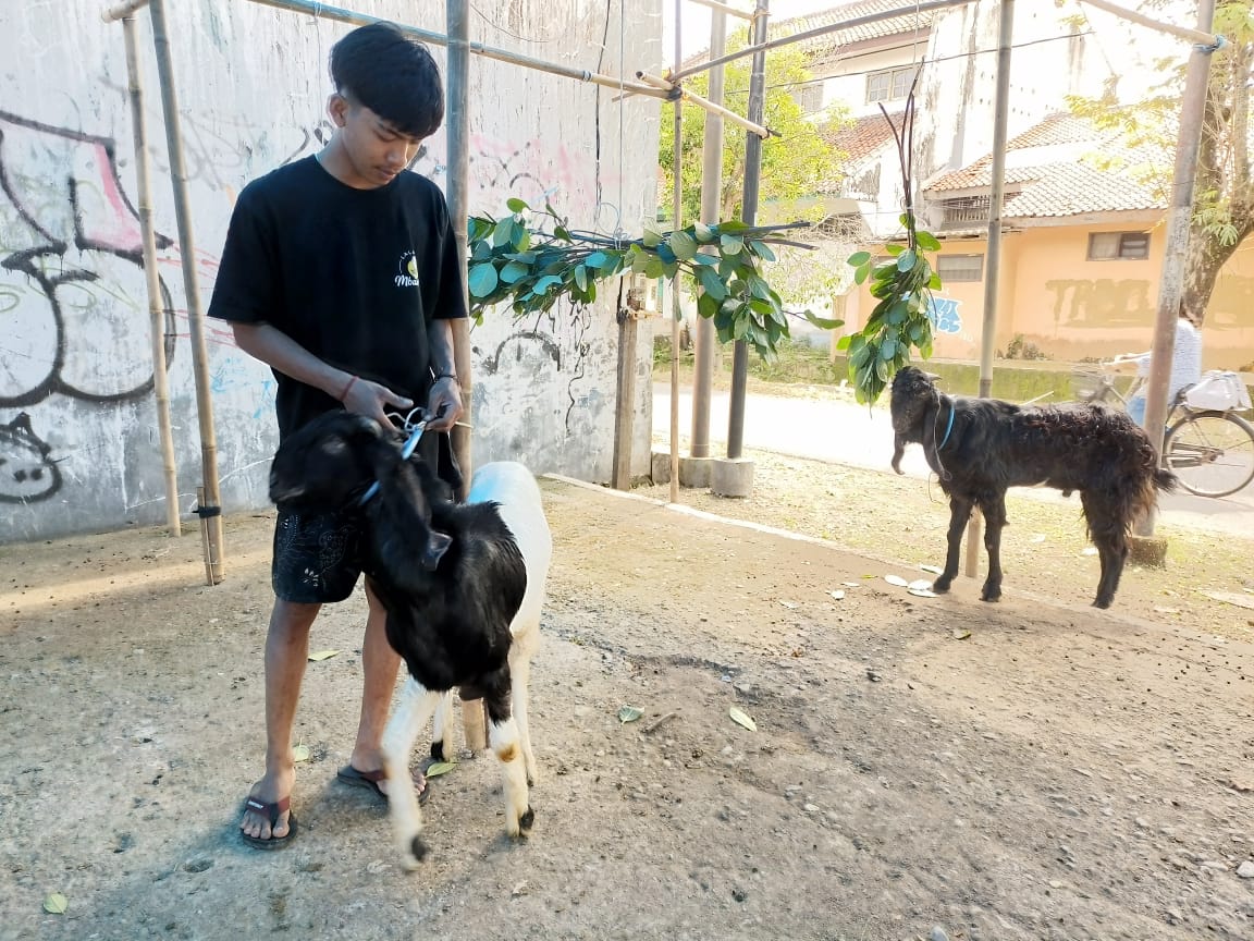 Penjual hewan kurban mulai bermunculan jelang Hari Raya Idul Adha. Seperti penjual yang mendirikan lapak di pinggir Jalan Kaswari, Kebumen.