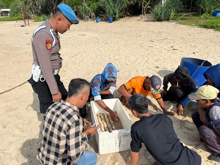 PENEMUAN: Tim SAR sedang mengevakuasi telur penyu di Pantai Jungwok, kemarin (22/5/2025).