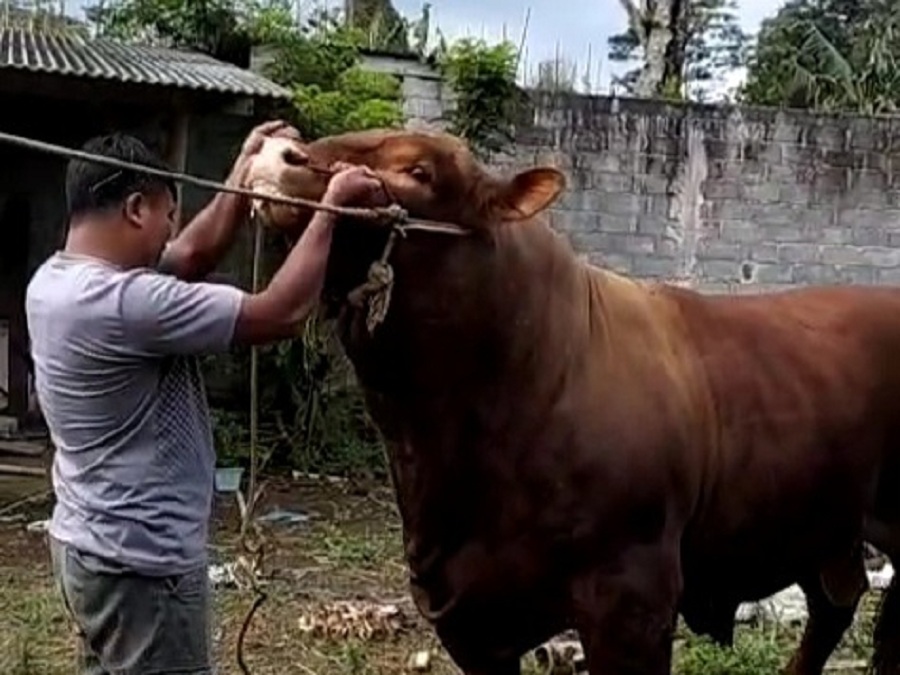 HEWAN KURBAN: Sapi jumbo jenis limousin milik Slamet terpilih menjadi hewan kurban Presiden Prabowo.