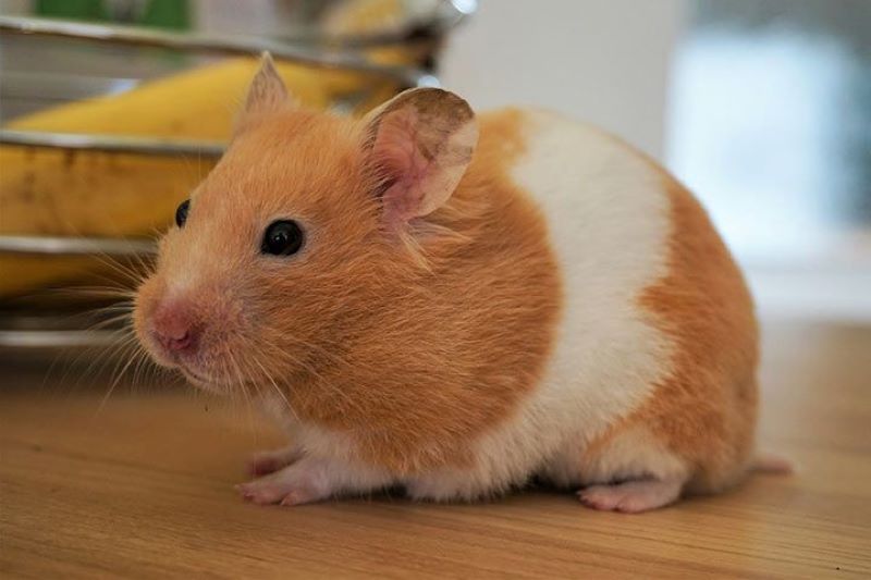 Hamster Suriah.