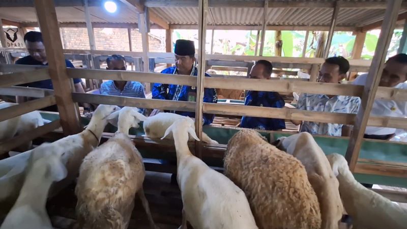 PENINJAUAN: Bupati Kulon Progo meninjau lokasi peternakan.&nbsp;