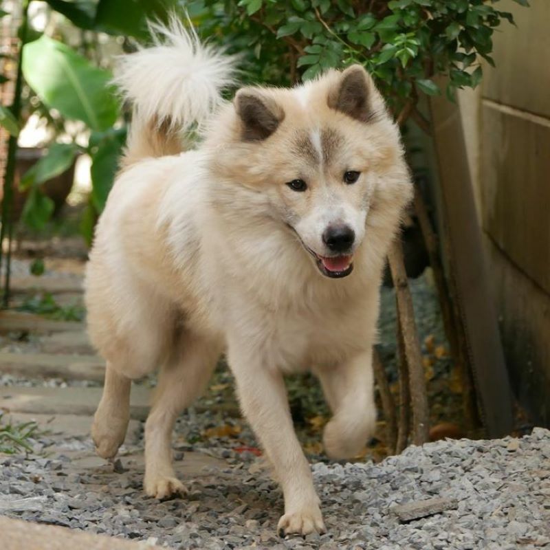 Anjing Kintamani dari Bali.
