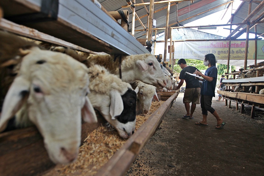 Pekerja memberi makan kambing yang dijual sebagai hewan kurban, di wilayah Kemantren Umbulharjo, Kota Jogja, Jumat (23/5/2025).