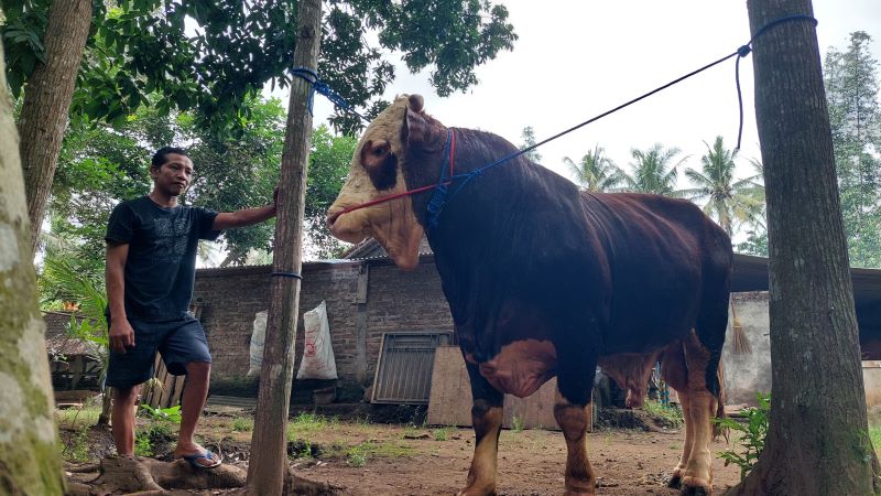 PERAWATAN: Herman menjemur sapi Hercules setelah dimandikan sebagai rutinitas harian.&nbsp;