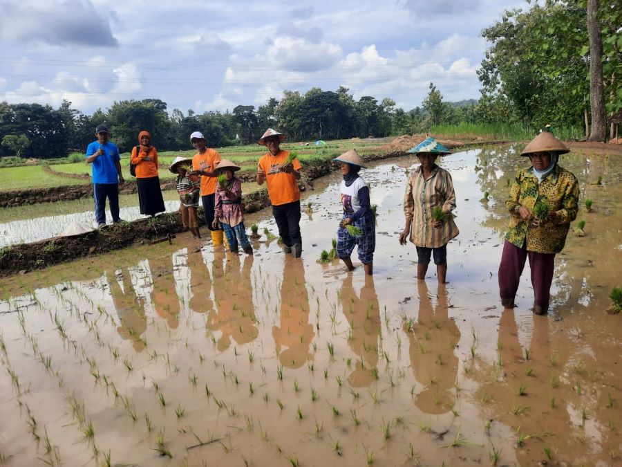 Kondisi lahan persawahan di Ngalang Kapanewon Gendangsari kemarin, (25/5).