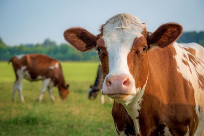 Ilustrasi Sapi Kurban.