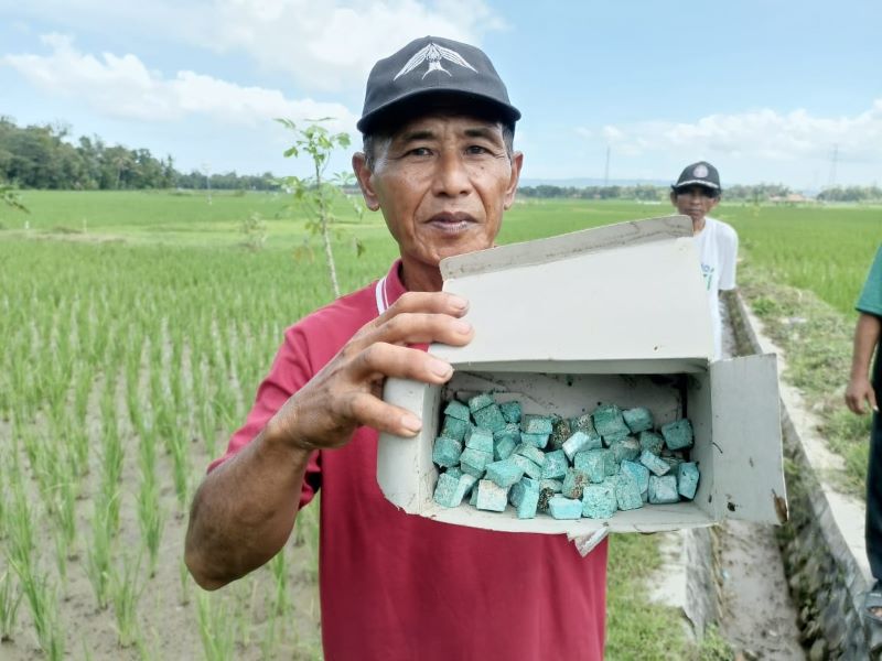 BERANTAS HAMA: Petani Desa Jatimulyo, Petanahan menunjukkan racun tikus saat gerakan pemberantasan hama tikus Selasa (27/5).