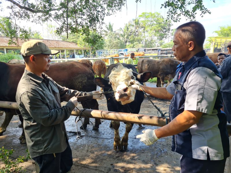 PEMERIKSAAN: Dispeterikan Kabupaten Magelang memeriksa hewan kurban, terutama sapi di Pasar Hewan Muntilan Rabu (28/5).
