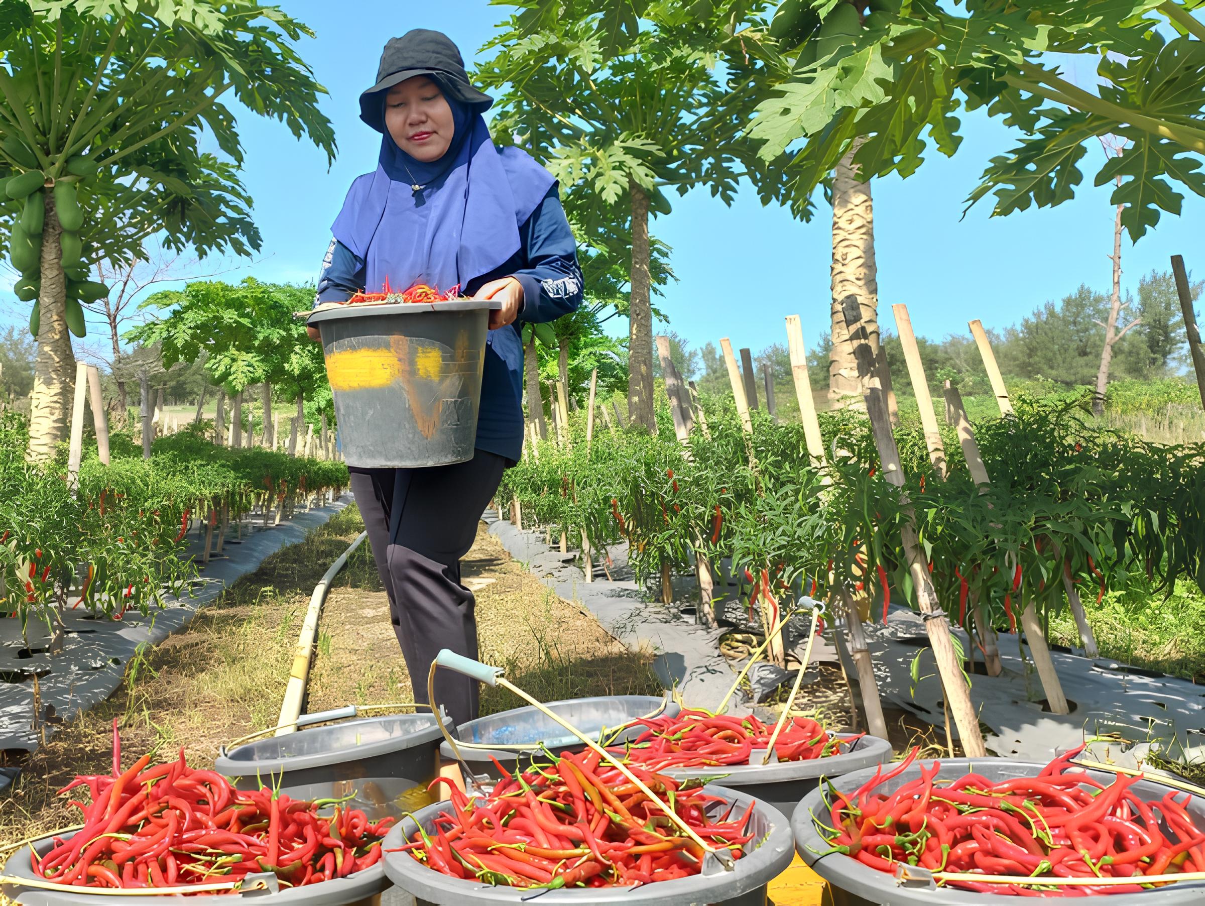 Petani cabai di Desa Setrojenar, Kecamatan Buluspesantren mulai panen raya ditengah harga cabai cukup stabil.