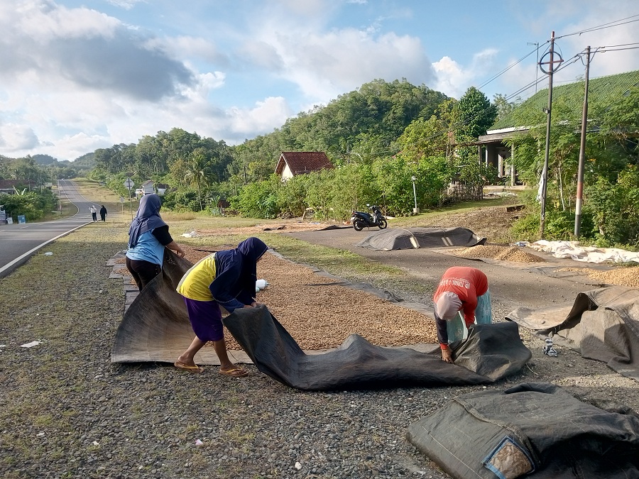 BERKAH CUACA: Para petani di Kalurahan Karangawen saat menjemur kacang tanah di sepanjang JJLS Gunungkidul.