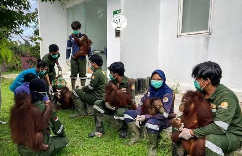Posyandu orangutan di Kalimantan.