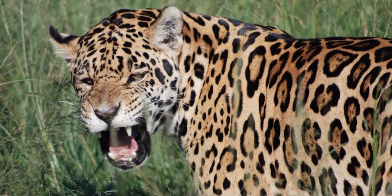 Jaguar (Panthera onca).