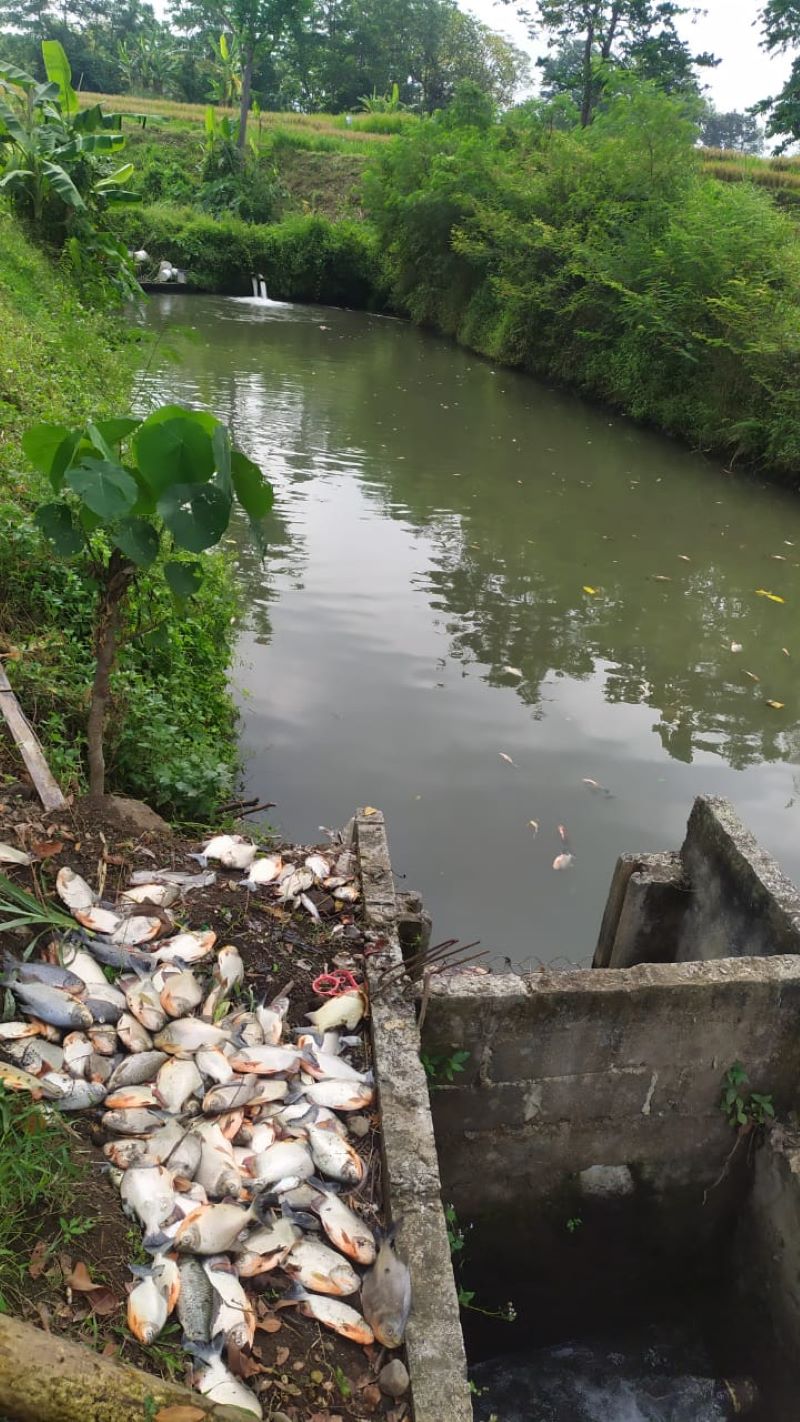 MATI MENDADAK: Ikan yang mati di Kalurahan Pandowoharjo diduga karena limbah perusahaan yang mencemari air.