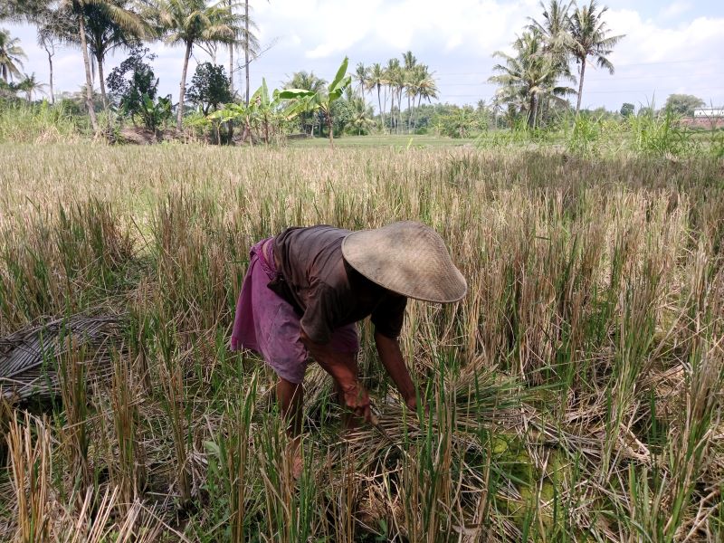 PERALIHAN: Petani saat membersihkan sisa tanaman padi di lahan pertanian. Saat ini, ada 179 hektare lahan di Sleman yang terkena hama tikus.