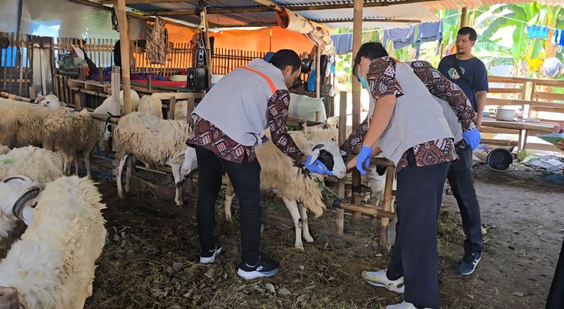 PASTIKAN AMAN: Dokter hewan dari Dinas Pertanian dan Pangan (DPP) Kota Jogja melakukan pengecekan kambing pada salah satu pasar tiban di Jalan Sadikin, Umbulharjo Selasa (3/