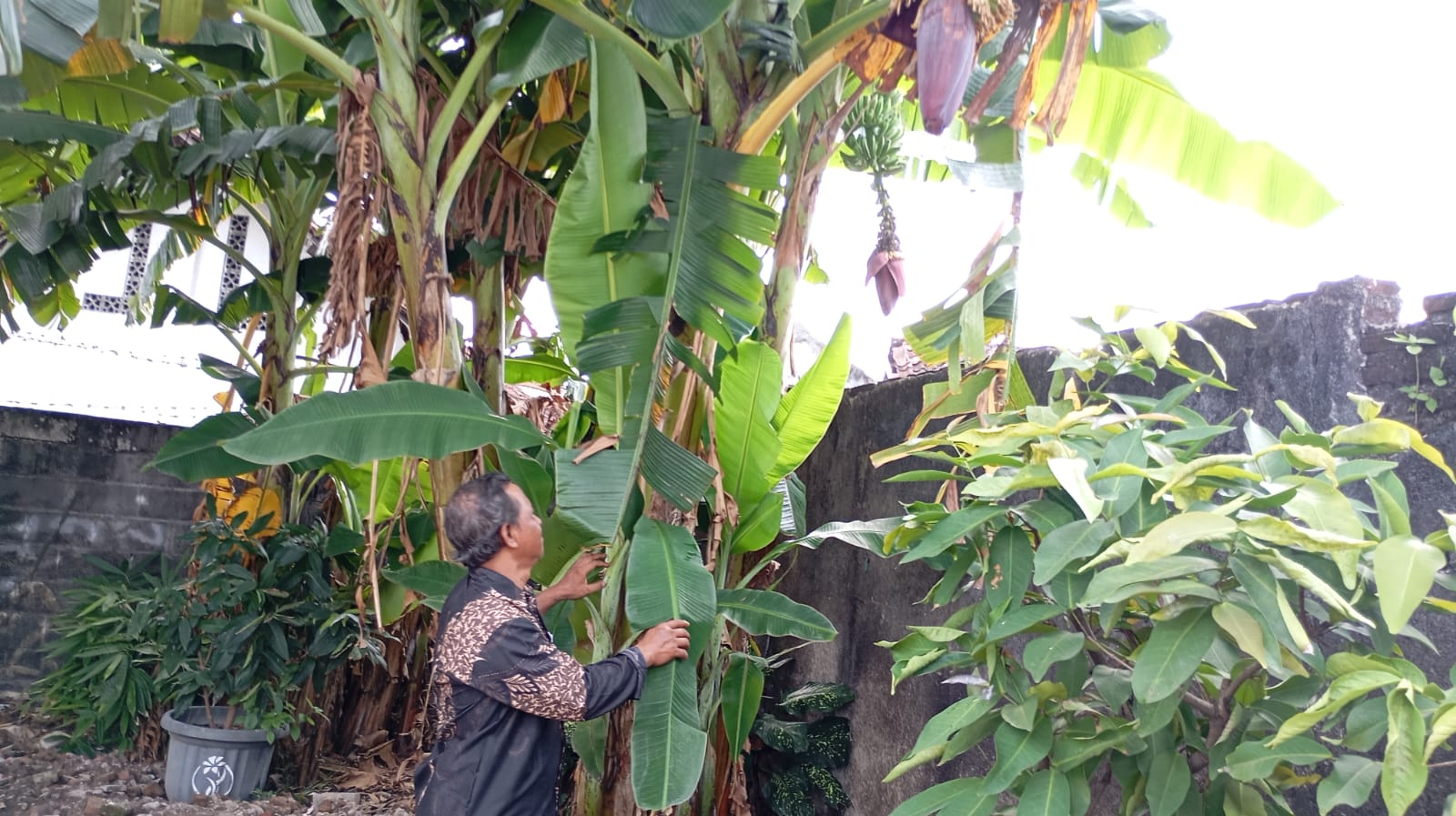 Ketua RW.02 Kampung Klitren Hasan Al Hakim saat meninjau kebun pisang yang berada di halaman Masjid Al Ikhlas pada Selasa (3/6/2025).