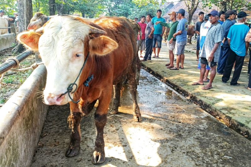 Suasana aktivitas jual beli sapi di Pasar Hewan Ambarketawang, Gamping, Sleman, Rabu (4/6). Menjelang Hari Raya Idul Adha, penjualan sapi di pasar tersebut naik 20 persen.