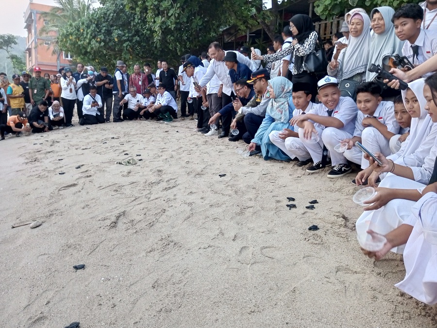 Pelepasan 101 tukik penyu di Pantai Wediombo berjalan lancar. Semua tukik berhasil dilepas liarkan ke lautan.