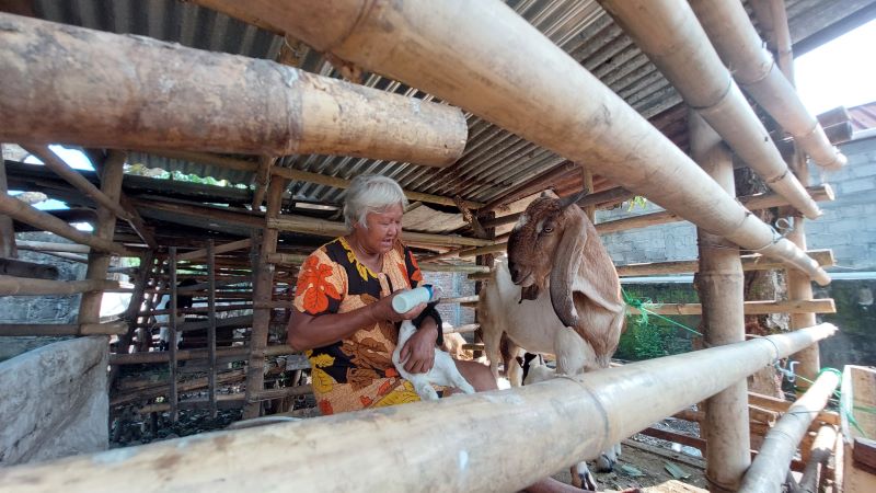NIATKAN IBADAH: Mbah Sri Wuhningsih menunjukkan kambing yang akan dikutkan kurban tahun ini.
