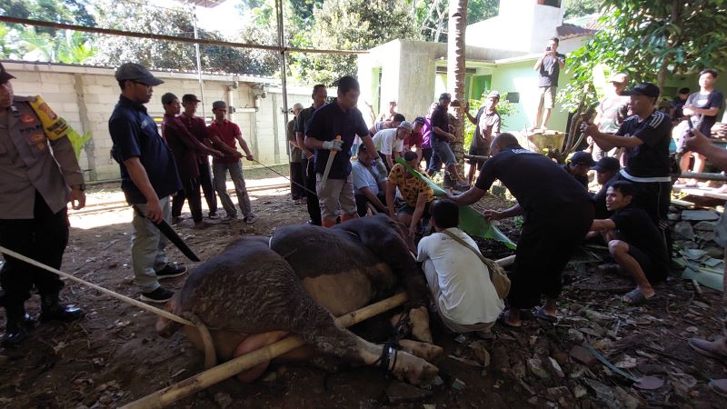 HARI RAYA KURBAN: Sapi Prabowo disembelih oleh warga Nganti, Kalurahan Hargotirto.&nbsp;