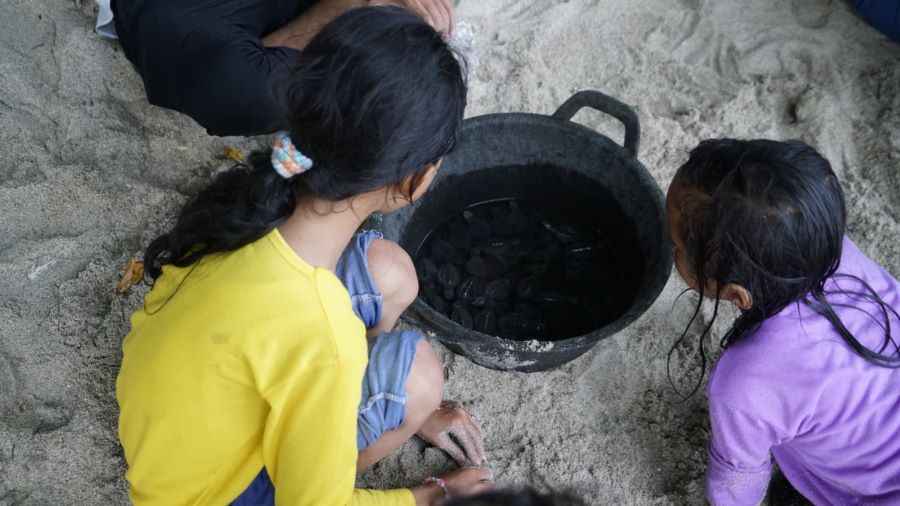 Pelepasan 101 tukik penyu berjenis Lekang di Pantai Wediombo Rabu (4/6).