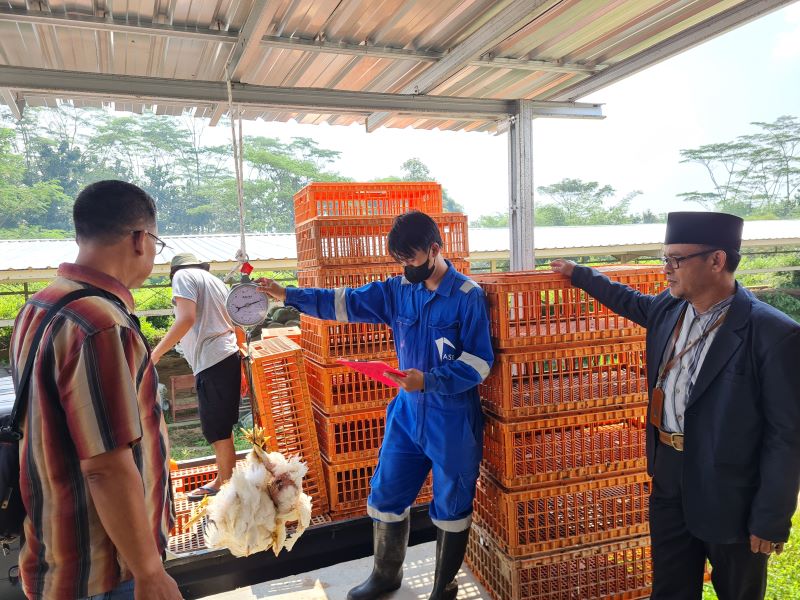 MELIMPAH: Teaching Farm Bandongan milik Untidar dipenuhi dengan ayam siap panen.