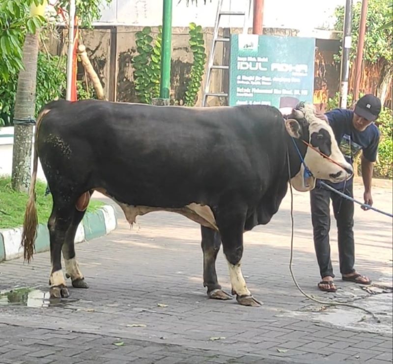 TIMBULKAN KORBAN: Sapi bernama Brindil yang sempat lepas dan mengakibatkan warga Ngaglik masuk rumah sakit.