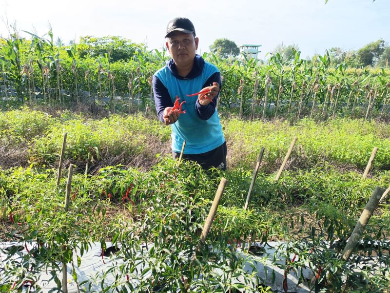 PANEN : Paryanto, 41, pria lulusan S2 Unnes sukses menggarap lahan pertanian di wilayah pesisir selatan Kebumen.