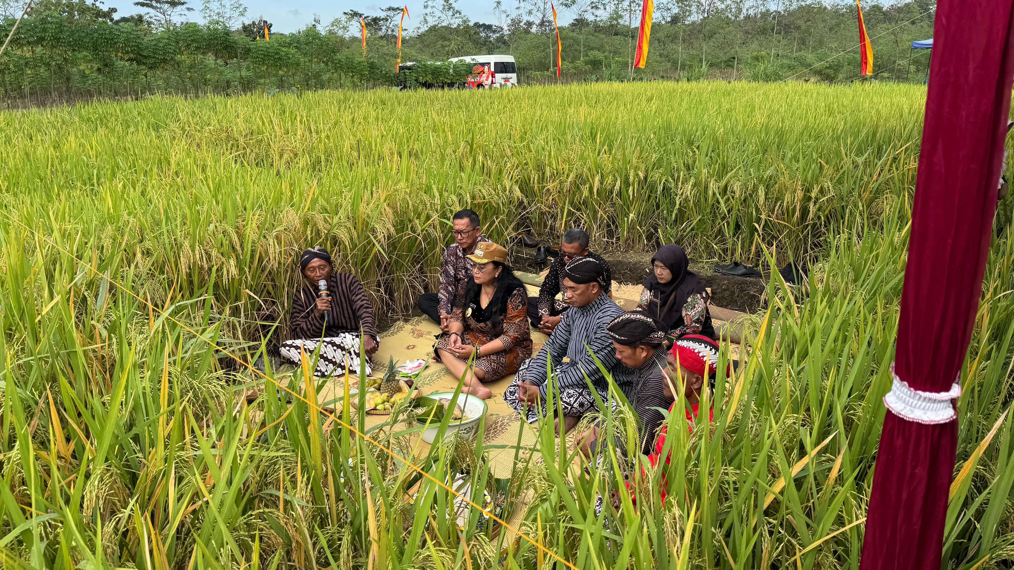 Yusuf Bastiar/Radar Jogja  &nbsp;Upacara tradisi methik pari di Kalurahan Dengok, Kapanewon Playen Kamis (19/6)