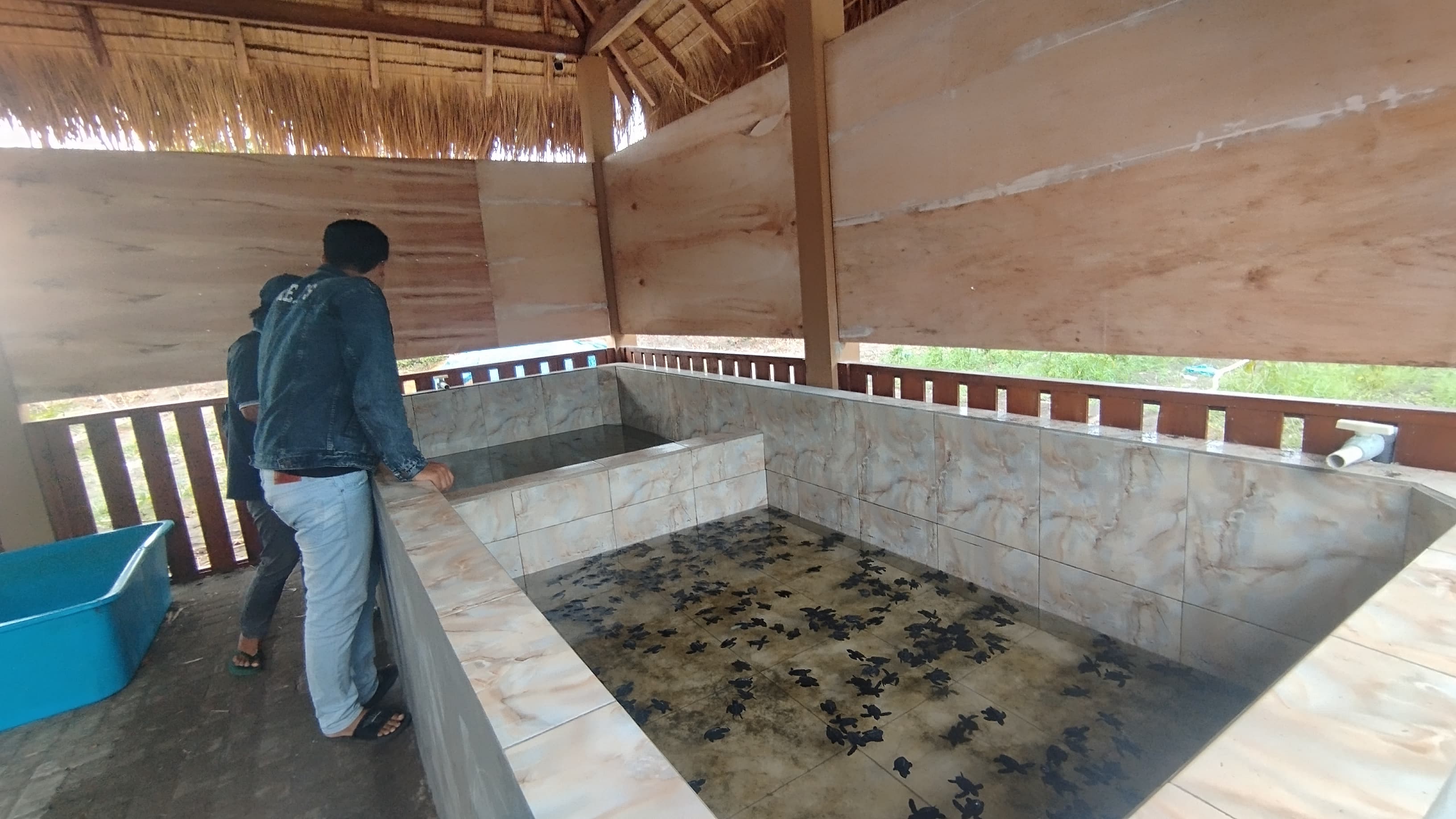 MENGAMATI: Anggota konservasi Penyu sedang melihat penyu di tempat konservasi Pantai Gua Cemara Minggu (29/6).