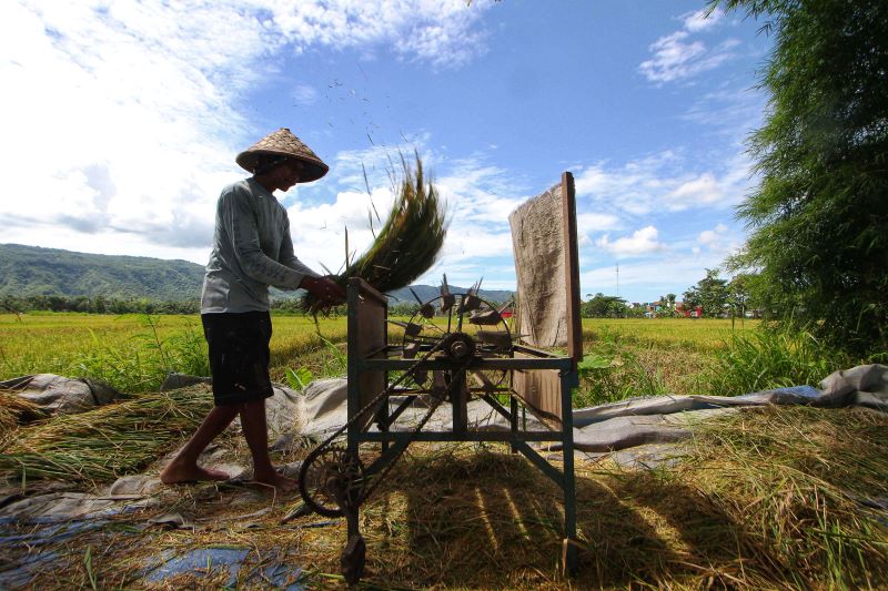 Petani merontokkan padi saat panen di wilayah Kapanewon Nanggulan, Kulon Progo Senin (30/6).