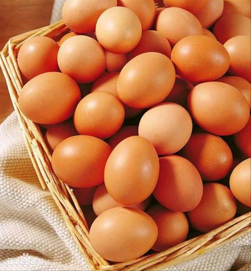 Telur Ayam obat luka tradisional.