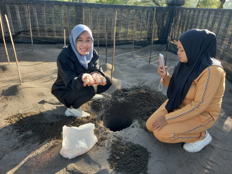 Warga Desa Jogisimo, Kecamatan Klirong berjibaku menyelamatkan telur penyu untuk ditetaskan di penangkaran khusus.