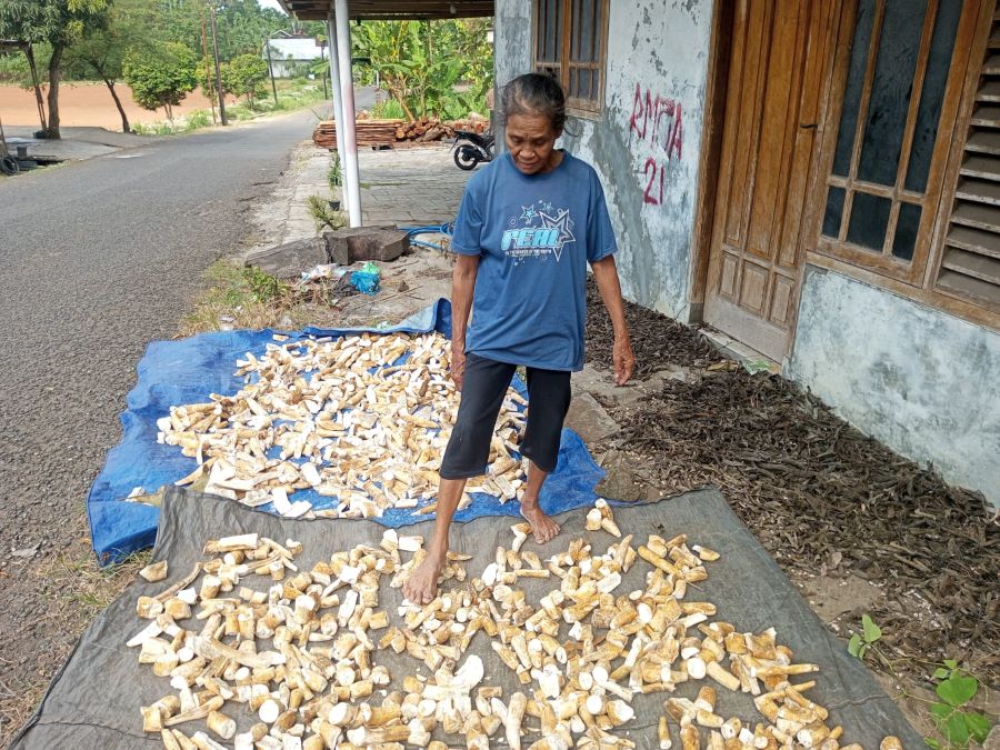 Mbah Suminten sedang menjemur Gaplek di halaman rumahnya Jumat (4/7).