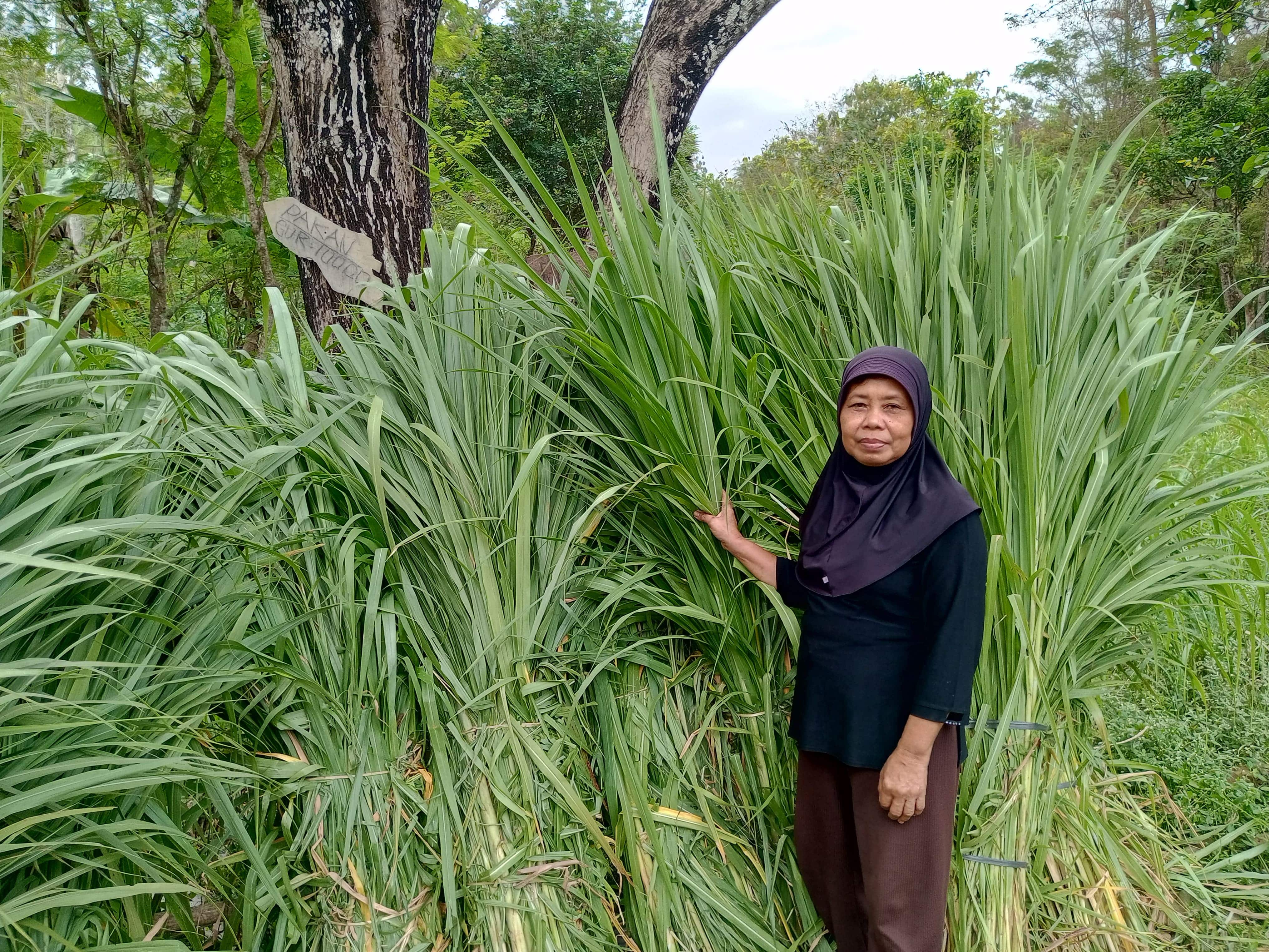 Sutriem sedang menunjukkan rumput Kolonjono yang ia jual Jumat (4/7).