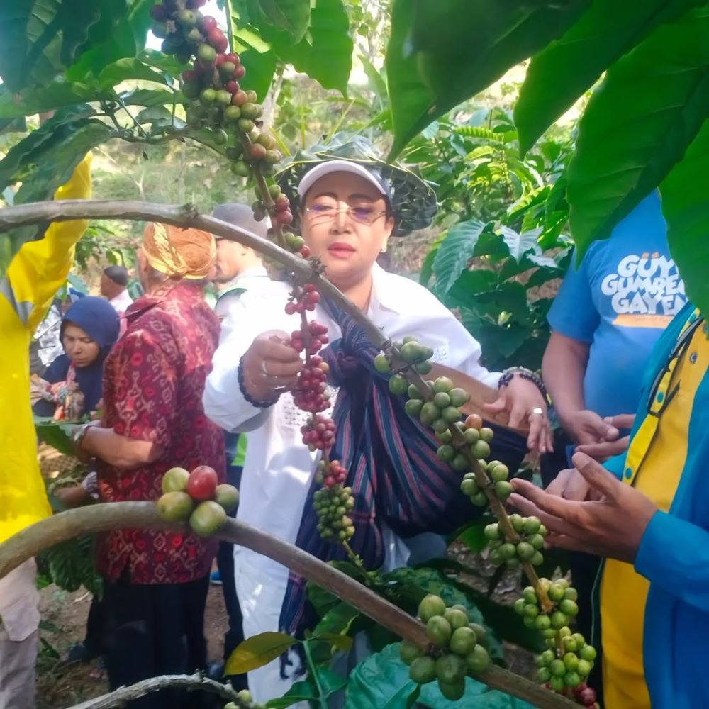 Kelompok Sadar Wisata (Pokdarwis) Gunung Gambar memanen kopi bersama Bupati Gunungkidul Endah Subekti Sabtu (5/7).