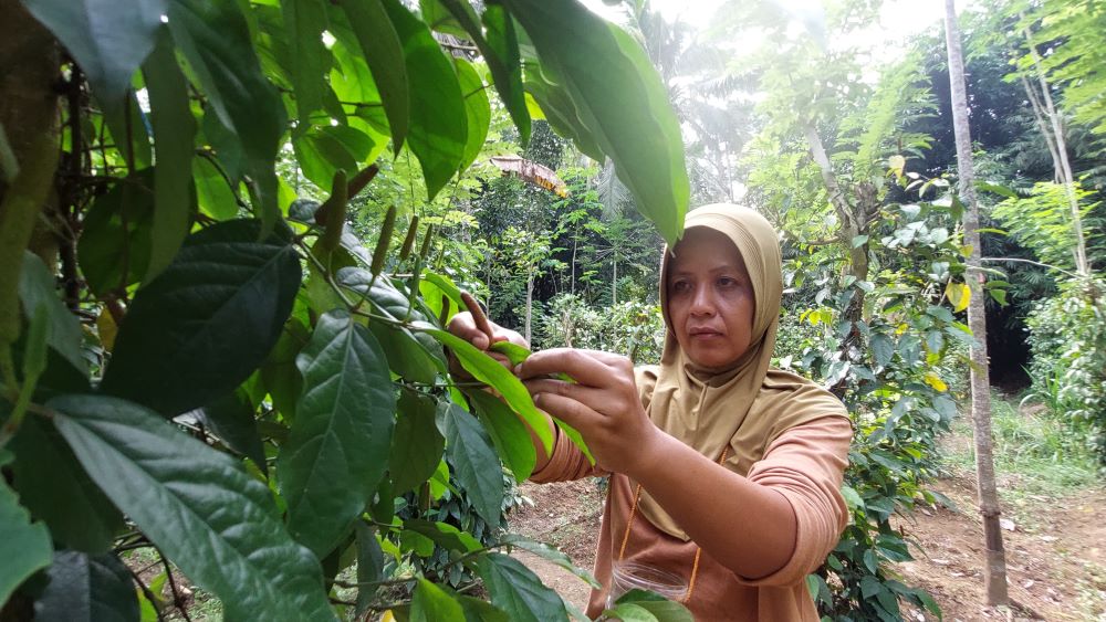 Sukma merawat dan melakukan pemanenan cabai Jawa di ladang miliknya.