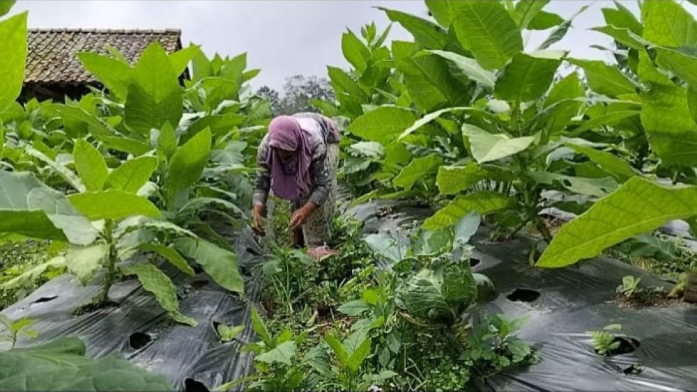 SUBUR: Petani di Desa Banyuroto saat hendak memanen hasil tembakaunya.