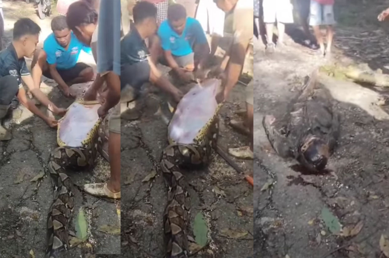 NGERI: Kakek di Buton Jadi Mangsa Piton saat hendak memberi makan ternak di kebunnya.