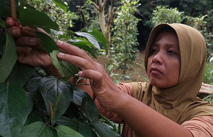 TANI: Sukma Rumekar Sakti sedang merawat tanaman cabe Jawa atau cabe puyang di ladangnya Kalurahan Hargomulyo, Kapanewon Kokap.&nbsp;