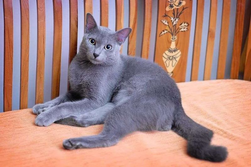 Penampilan Kucing ras Busok.