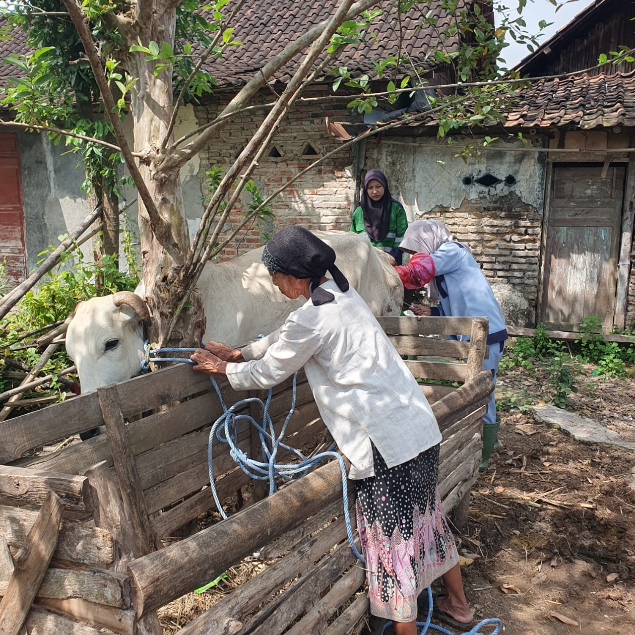 Polbangtan Yoma menerjunkan mahasiswanya untuk melaksanakan praktik Inseminasi Buatan (IB) di Kabupaten Rembang
