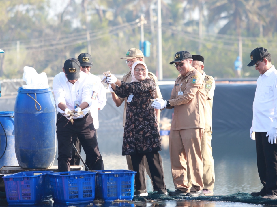 Bupati Kebumen Lilis Nuryani bersama Dirjen Perikanan Budidaya pada Kementerian Kelautan dan Perikanan (KKP) Tb Haeru Rahayu ikut panen udang vaname di lokasi Budidaya Udang Berbasis Kawasan (BUBK).