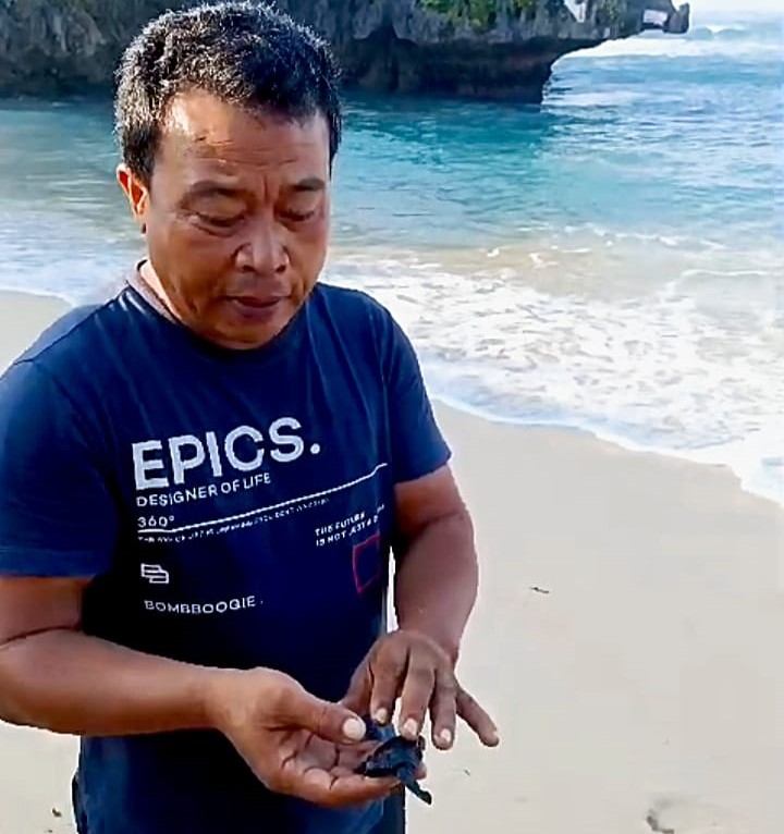 Ketua Pokmaswas Pantai Ngandong, Rujiman, sedang menunjukkan tukik yang berhasil ditetaskan secara alami di wilayah konservasi Pantai Ngandong.