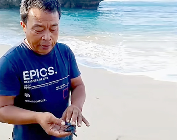 Ketua Pokmaswas Pantai Ngandong, Rujiman, sedang menunjukkan tukik yang berhasil ditetaskan secara alami di wilayah konservasi Pantai Ngandong.
