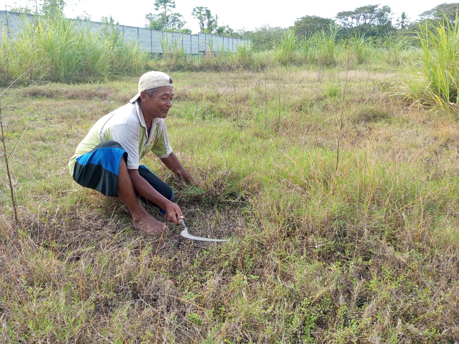 Imam Paidi sedang merumput untuk ternak sapinya saat ditemui di Kalurahan Getas Kapanewon Playen Jumat (25/7).