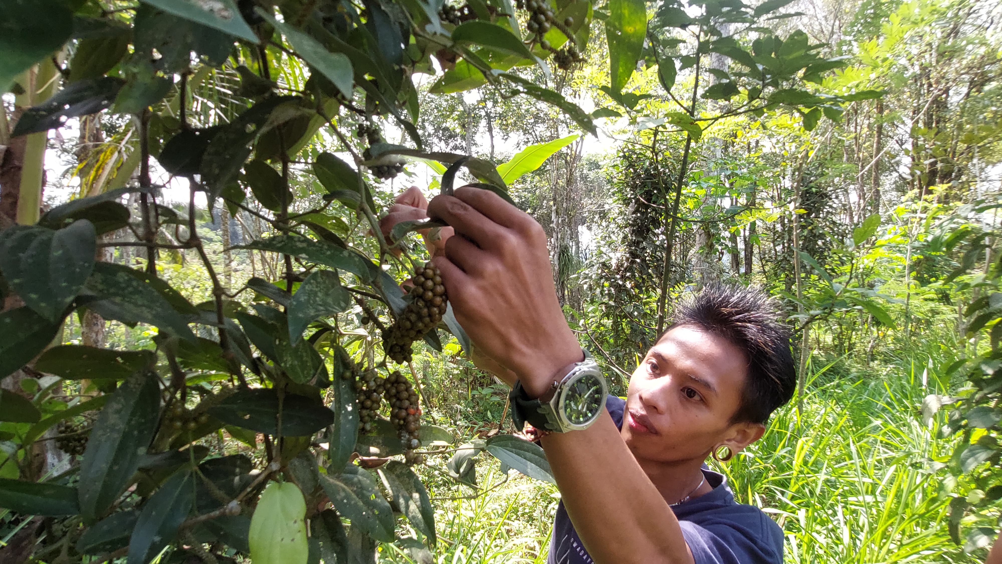 CUAN: Feri memanen kemukus yang ditanam sebagai peneduh pohon kopi miliknya.